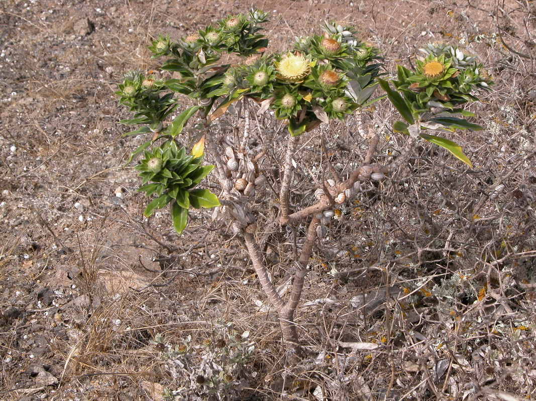 Carlina salicifolia ssp lancerotensis02