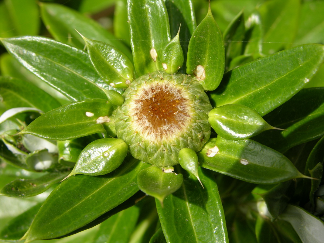 Carlina salicifolia ssp lancerotensis05