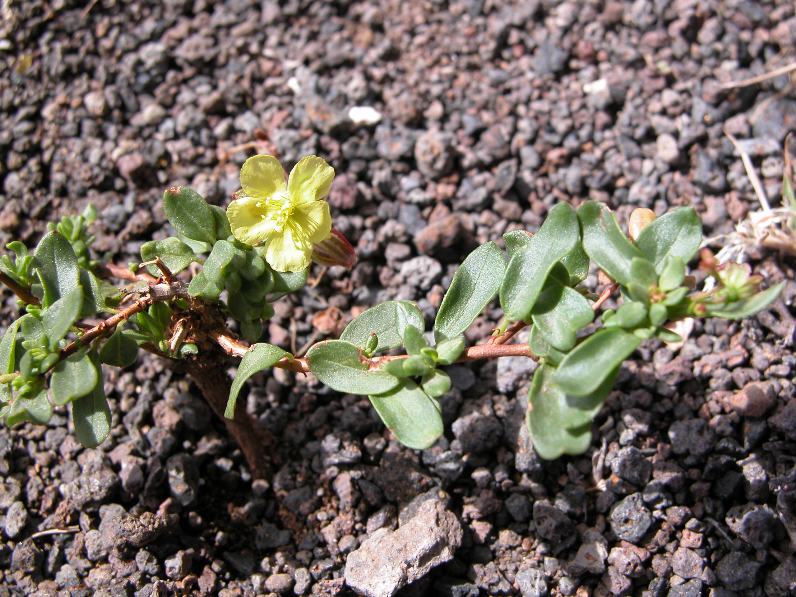 DSCN2403 Helianthemum thymiphyllum