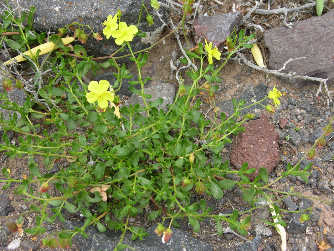 Helianthemum thymiphyllum01