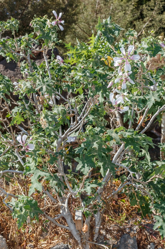 MG 3680 Lavatera o Malva acerifolia var hariensis
