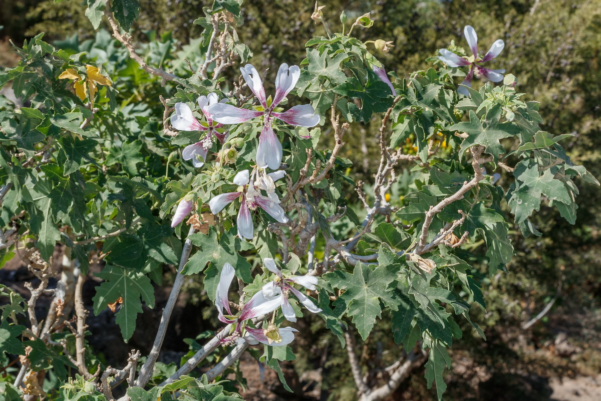  MG 3682 Lavatera o Malva acerifolia var hariensis