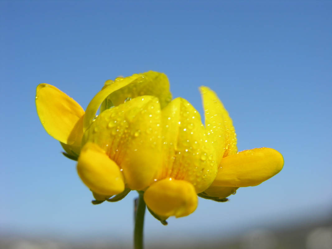 Lotus lancerottensis13