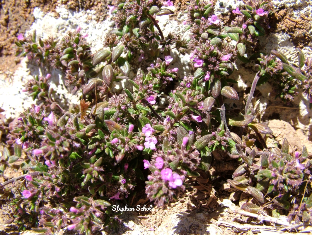 Micromeria mahanensis rupestris 01 (Web endemicas)