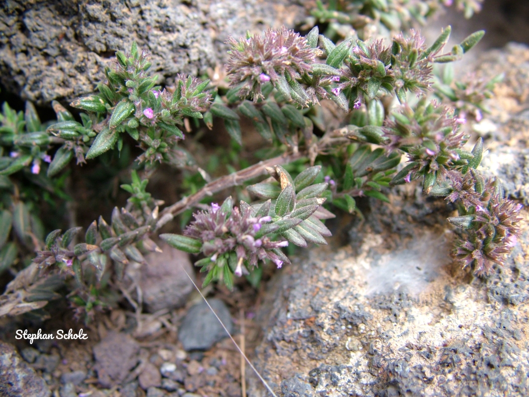Micromeria mahanensis rupestris 03 (Web endemicas)