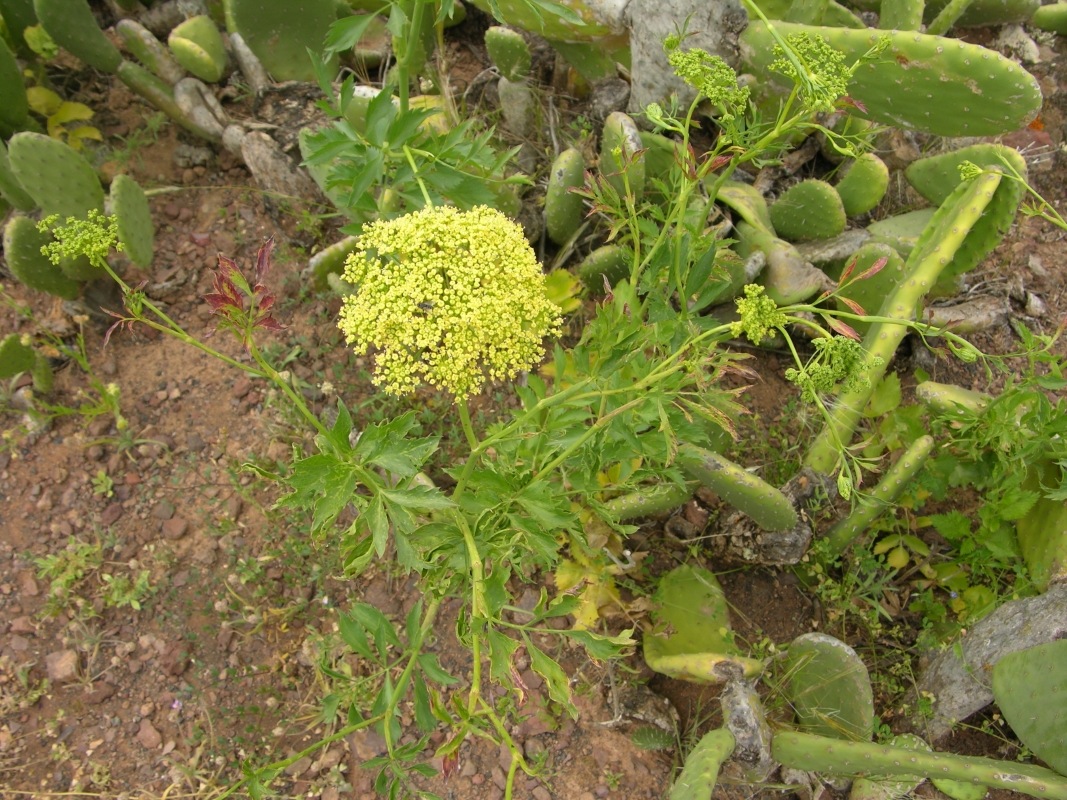 DSCN5245 Rutheopsis herbanica (Web endemicas)