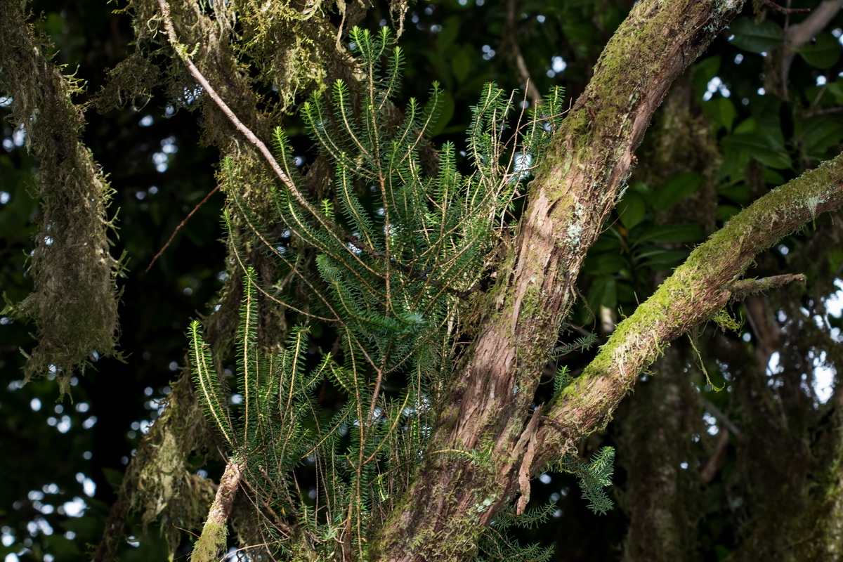 Erica platycodon subsp platycodon02
