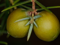 MG 9113 Cedro frutos Juniperus cedrus