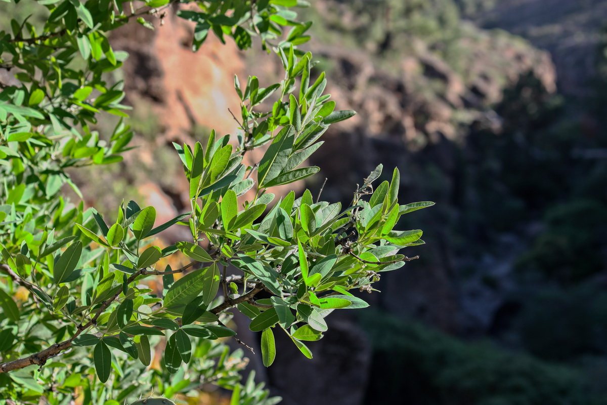 Anagyris latifolia01