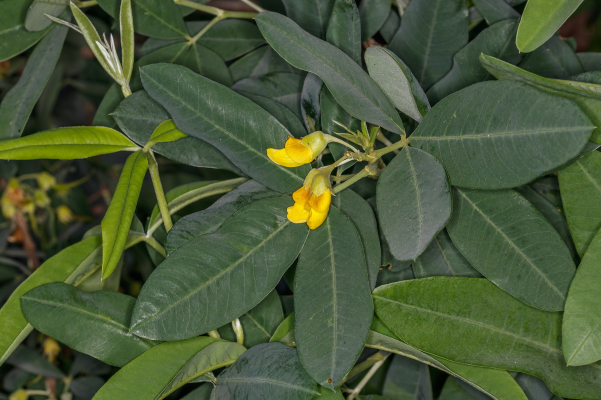 Anagyris latifolia03