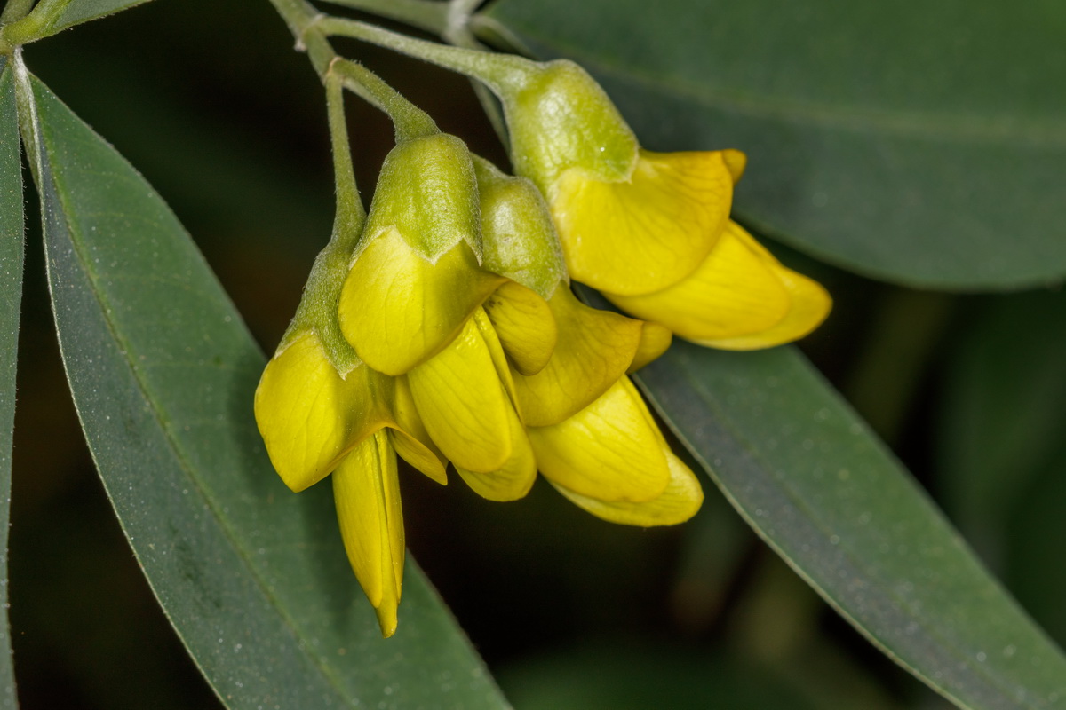 Anagyris latifolia08