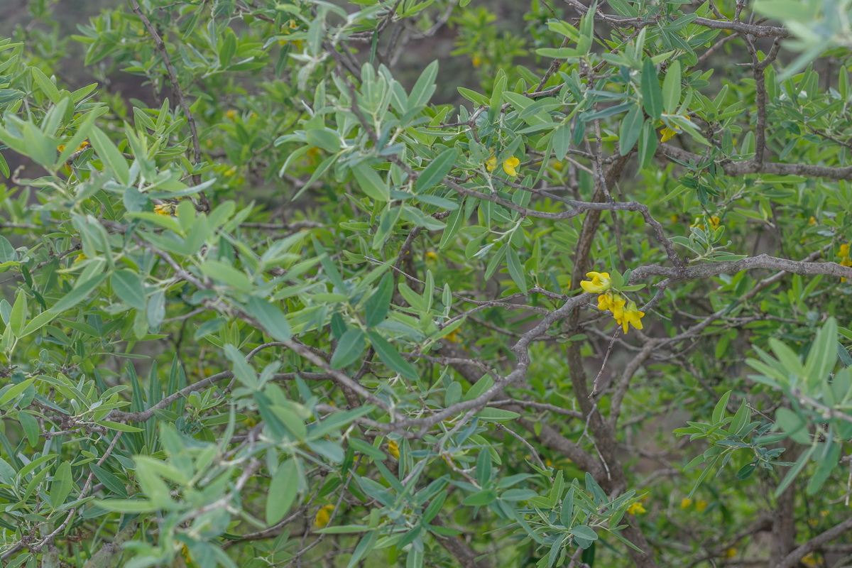  MG 0509  Anagyris latifolia