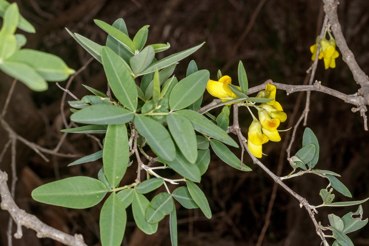 MG 0514  Anagyris latifolia