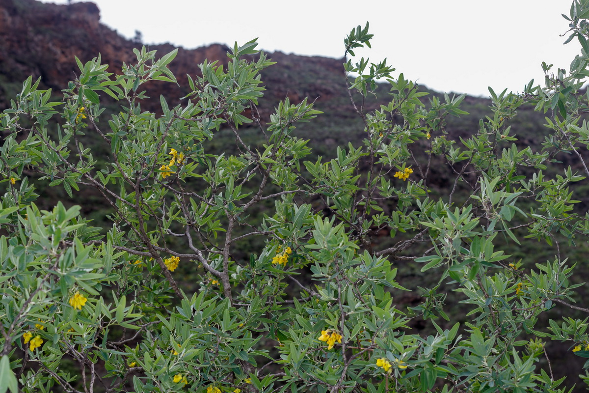  MG 0536  Anagyris latifolia