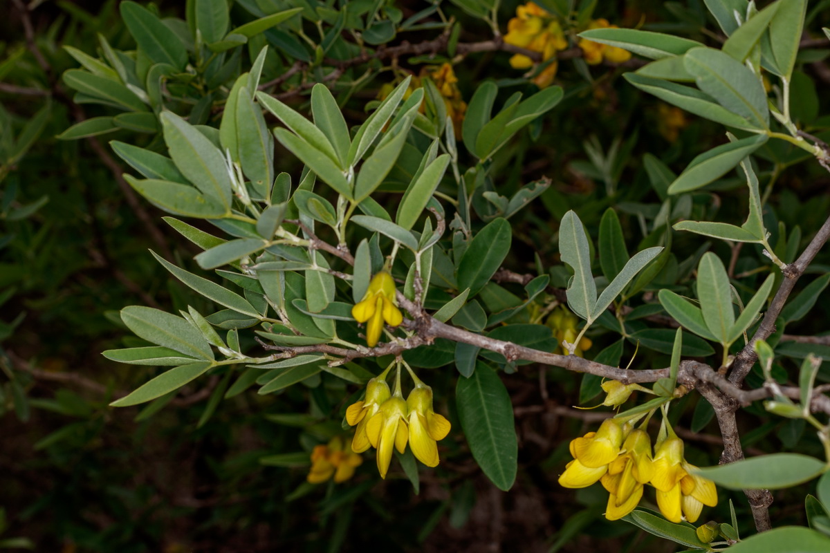  MG 0539  Anagyris latifolia