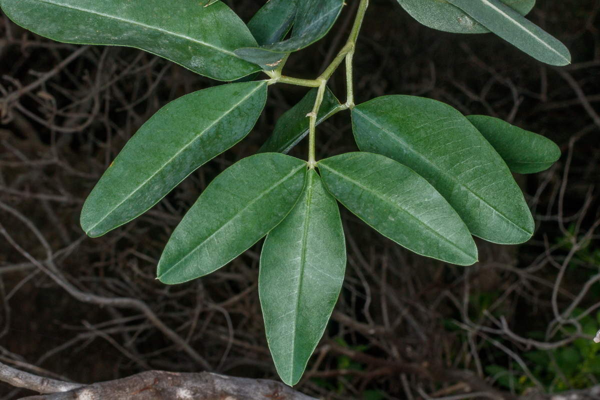  MG 4925 Anagyris latifolia Oro de risco