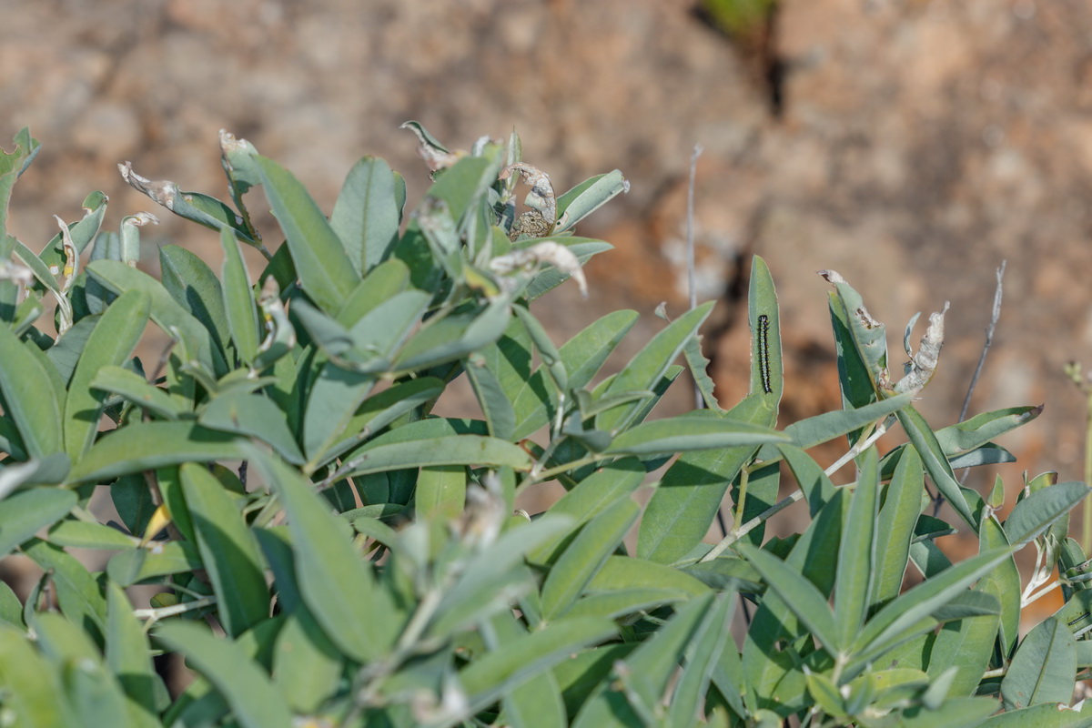  MG 8363 Anagyris latifolia Oro de risco comida de oruga