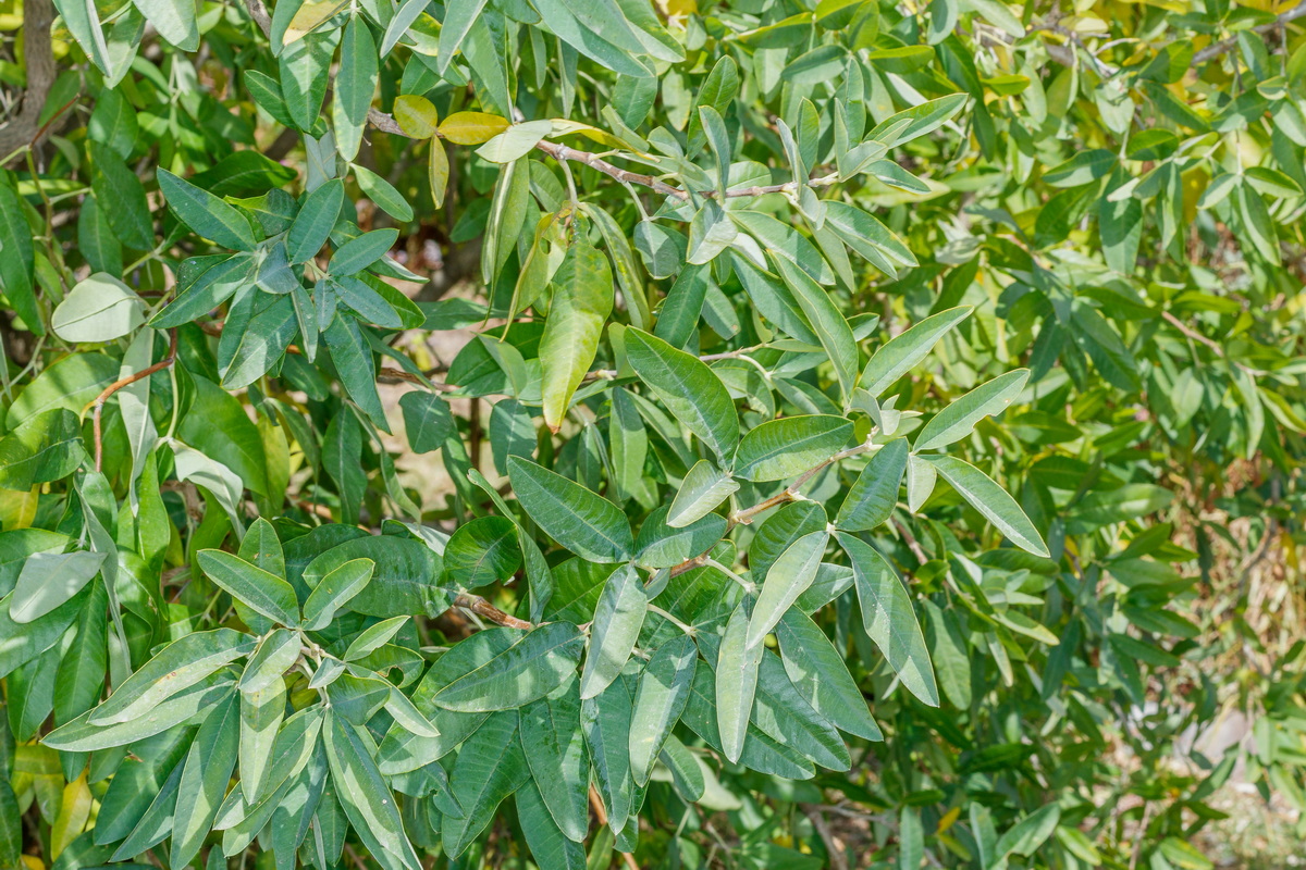  MG 9296 Anagyris latifolia oro de risco