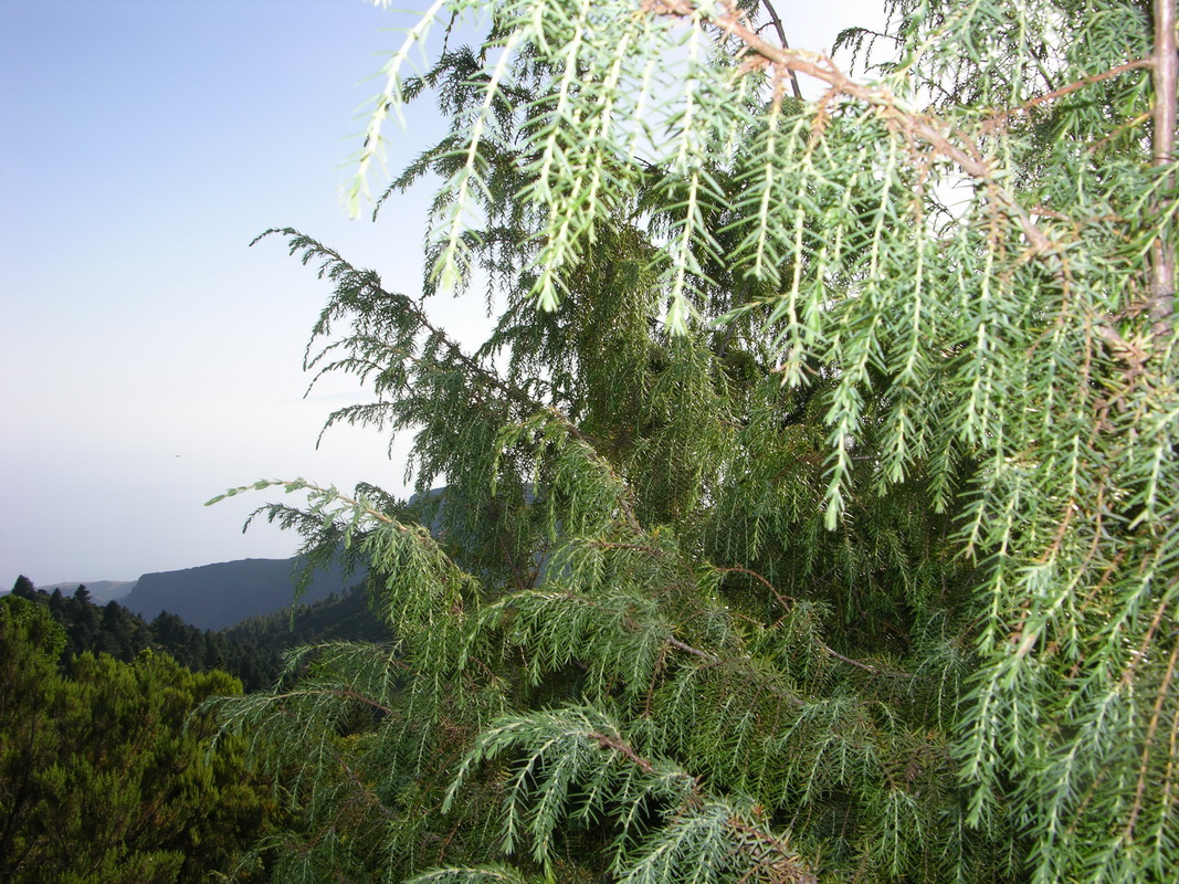 DSCN0133 Juniperus cedrus