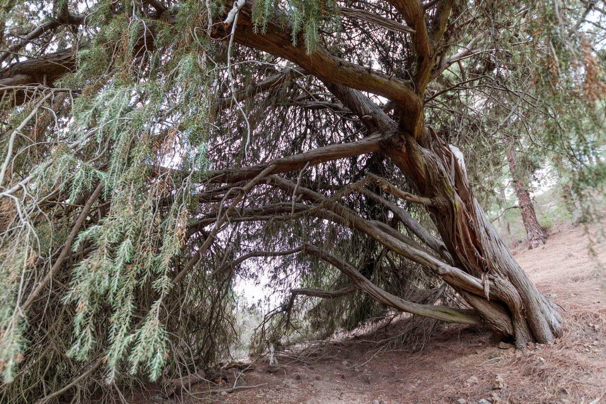 Juniperus cedrus subsp cedrus07
