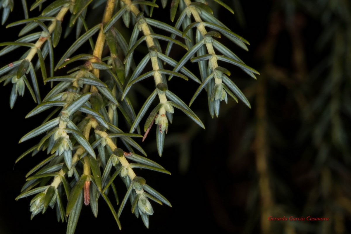 Juniperus cedrus subsp cedrus11