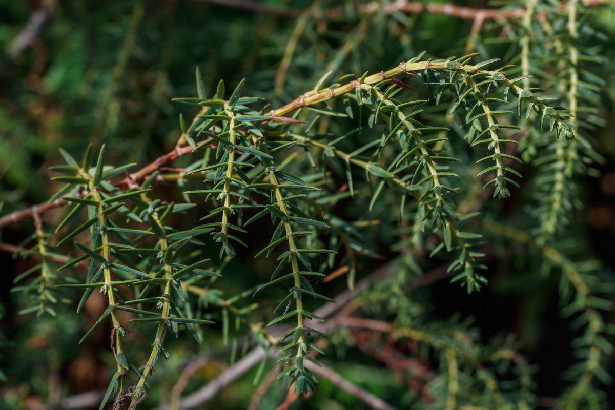 Juniperus cedrus subsp cedrus12