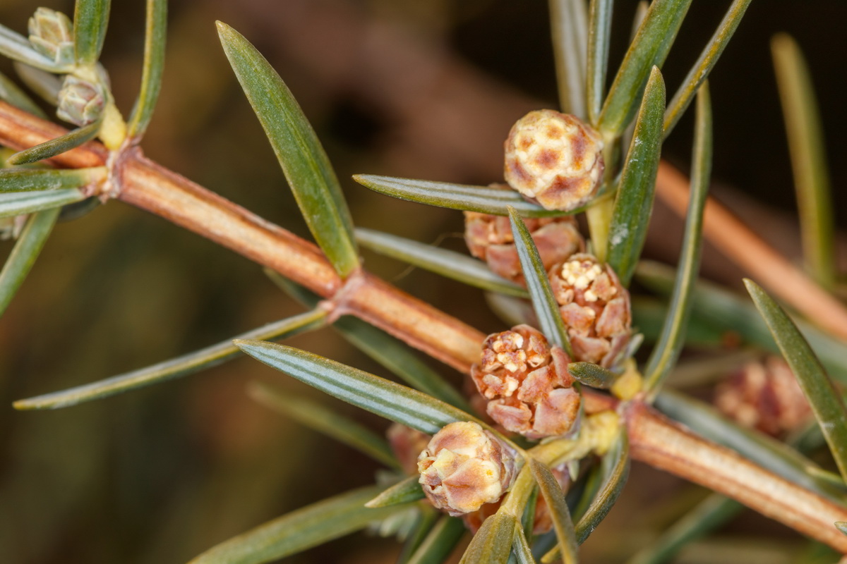 Juniperus cedrus subsp cedrus15