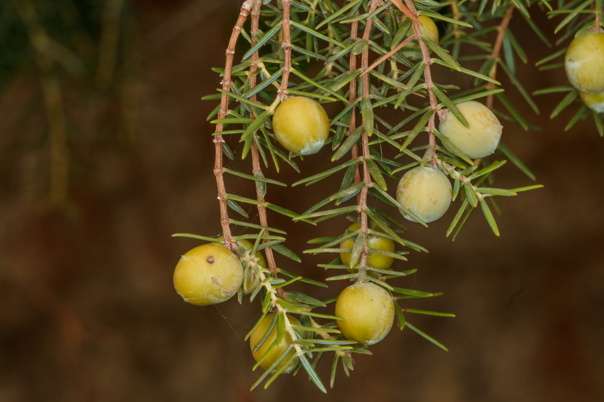 Juniperus cedrus subsp cedrus17