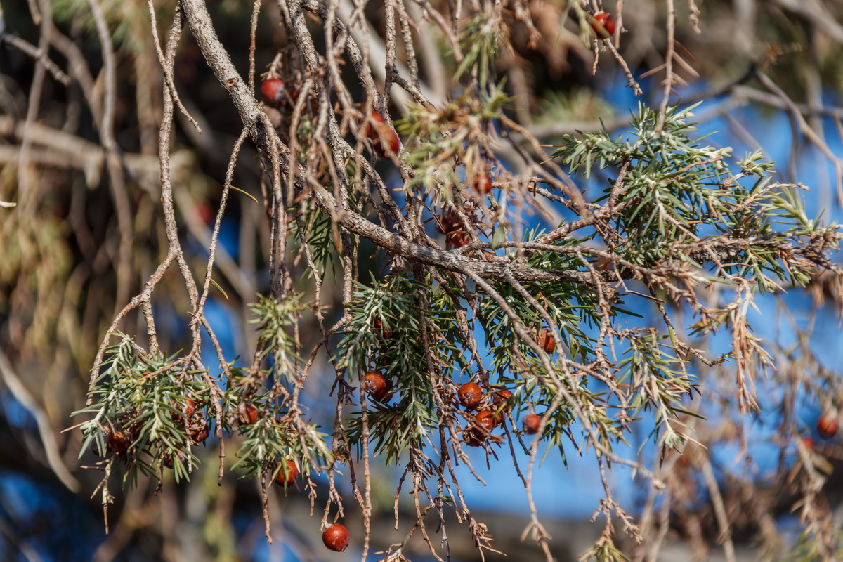 Juniperus cedrus subsp cedrus18