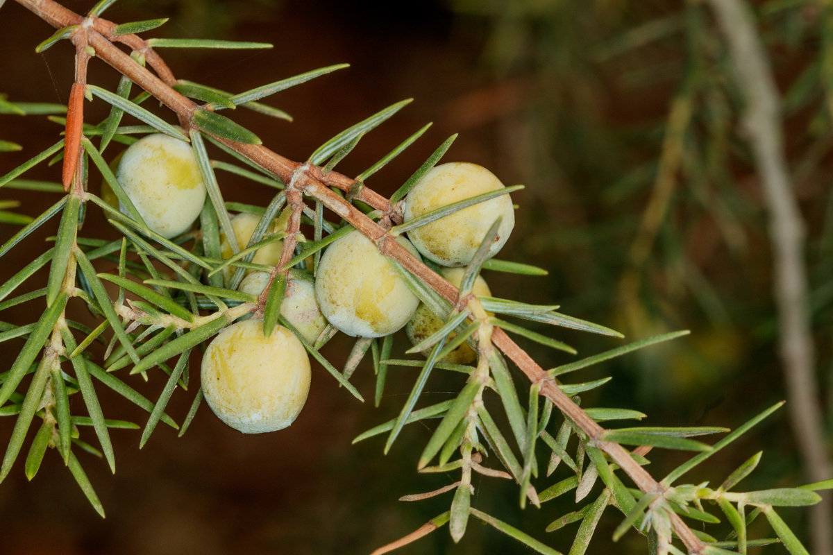 Juniperus cedrus subsp cedrus19