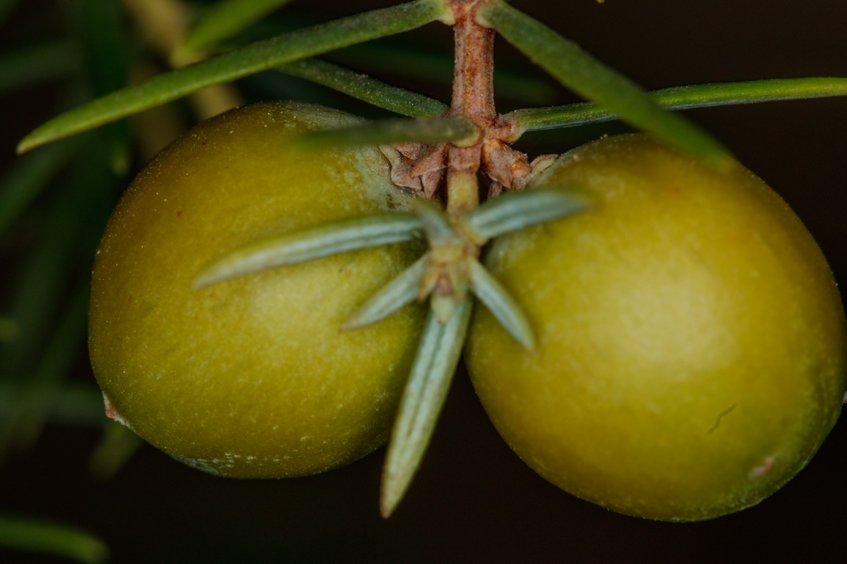 Juniperus cedrus subsp cedrus20