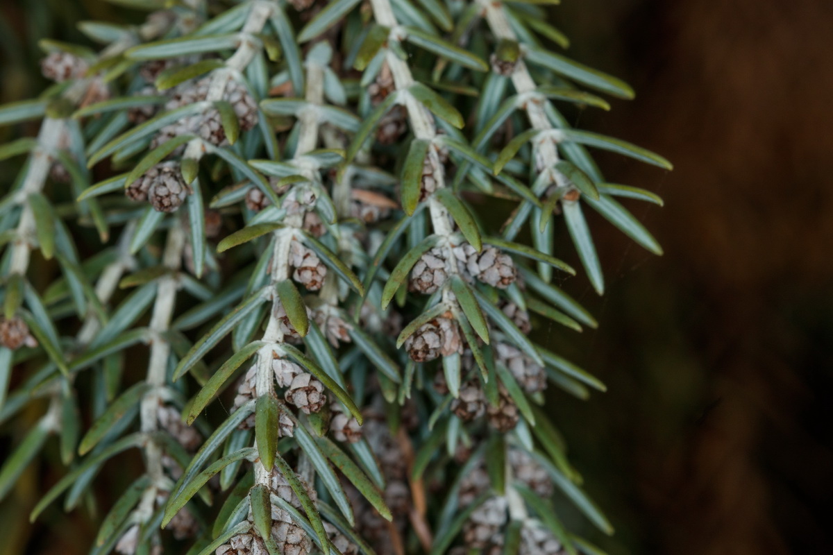  MG 9054 Cedro de Arico Hojas Juniperus cedrus