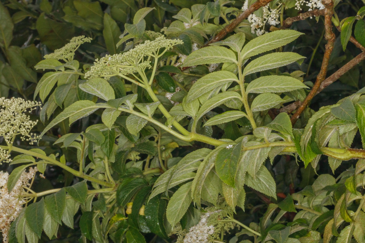 Sambucus palmensis04