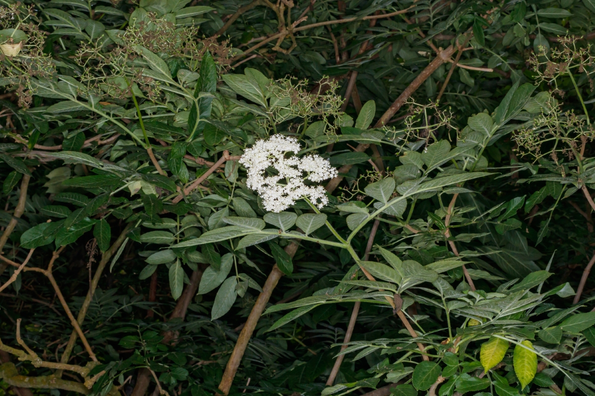  MG 5053 Sambucus palmensis saúco canario (Web endemicas)