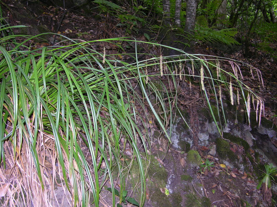 DSCN0404 Carex perraudieriana