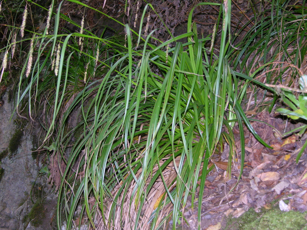 DSCN0405 Carex perraudieriana