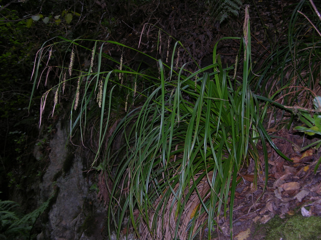 DSCN0406 Carex perraudieriana