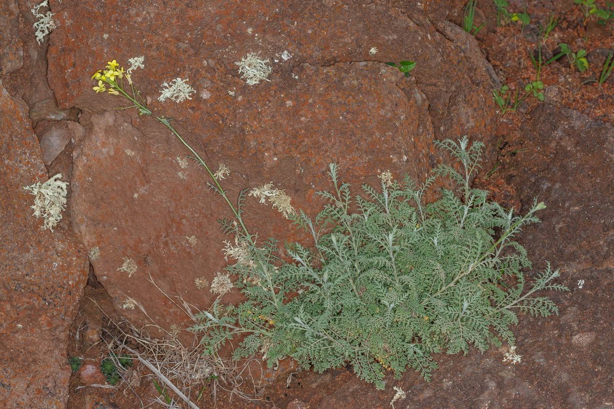  MG 2488 Descurainia millefolia pajonera canaria