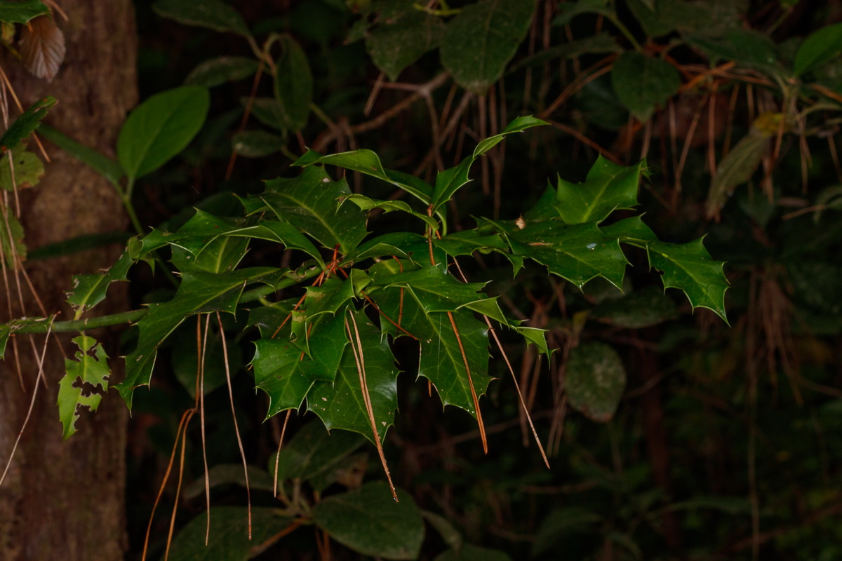 Ilex perado platyphylla01