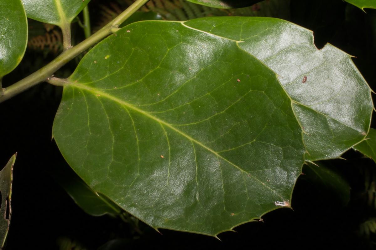 Ilex perado platyphylla8