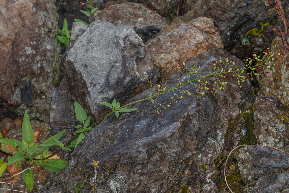 Scrophularia smithii ssp langeana01