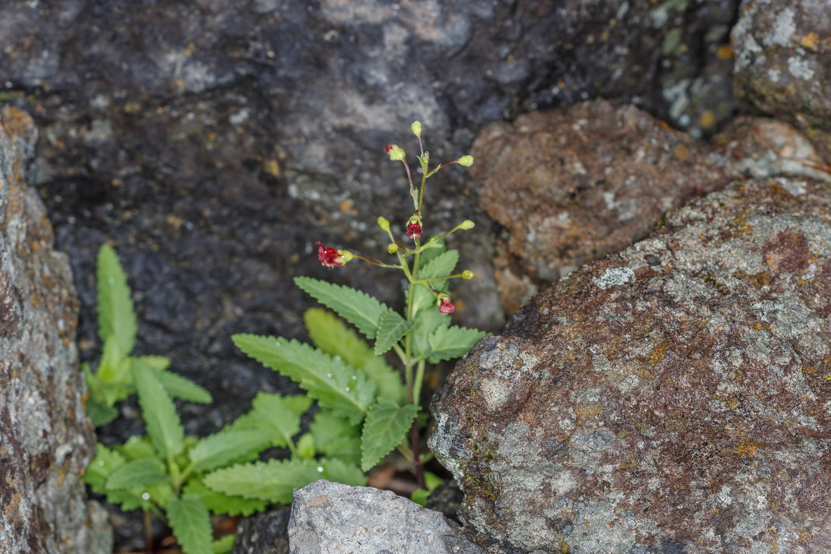 Scrophularia smithii ssp langeana04