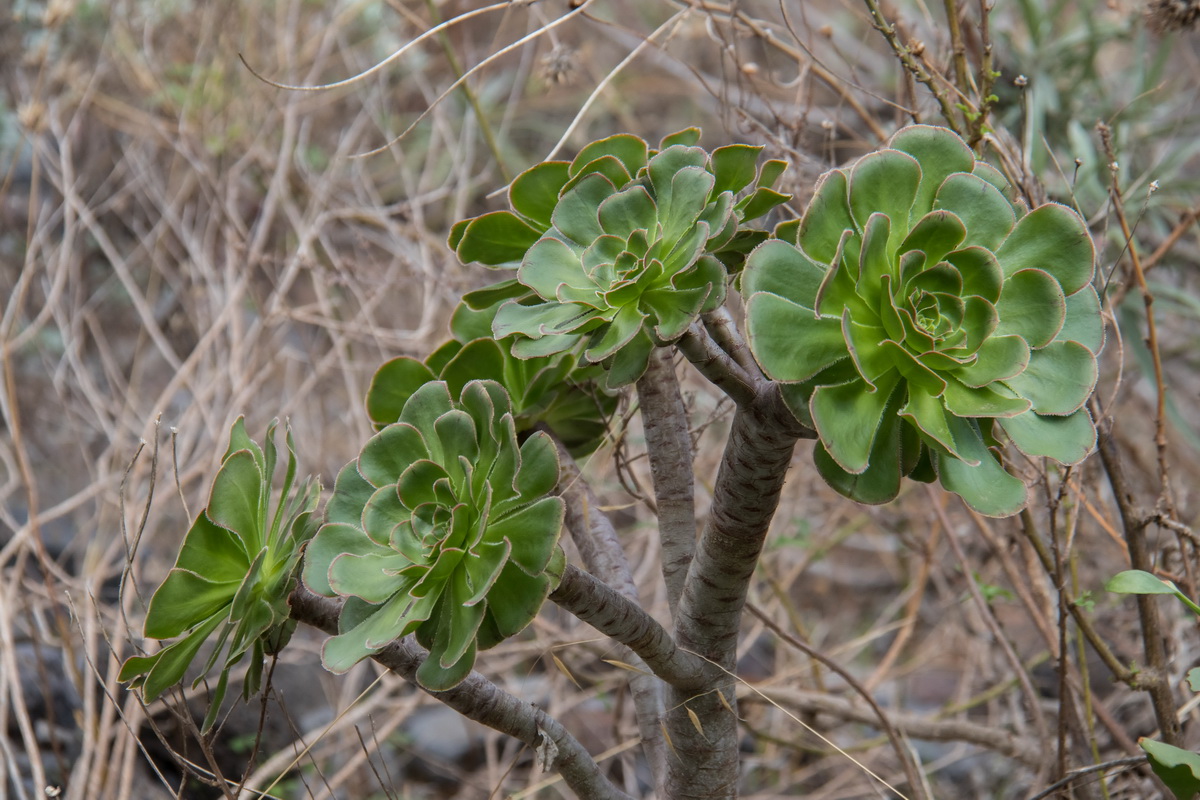 Aeonium arboreum ssp. holochysum04