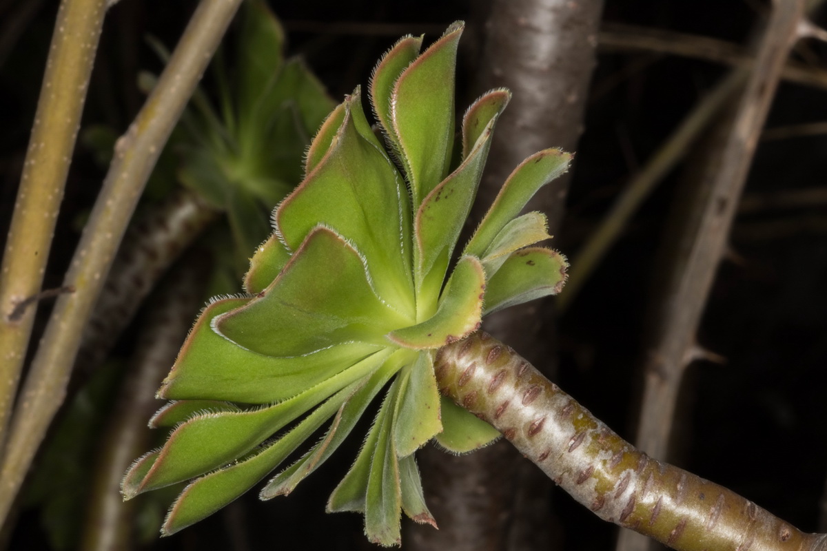 Aeonium arboreum ssp. holochysum05