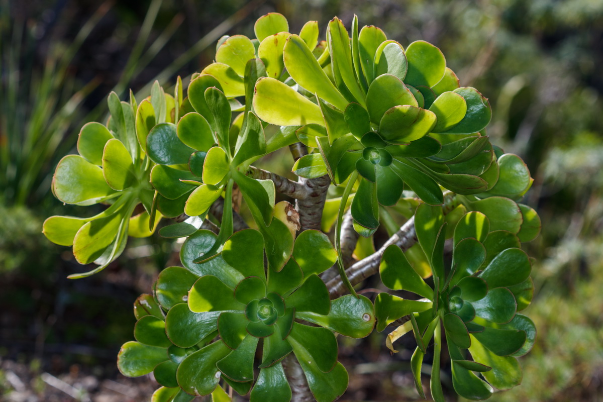 Aeonium arboreum ssp. holochysum06