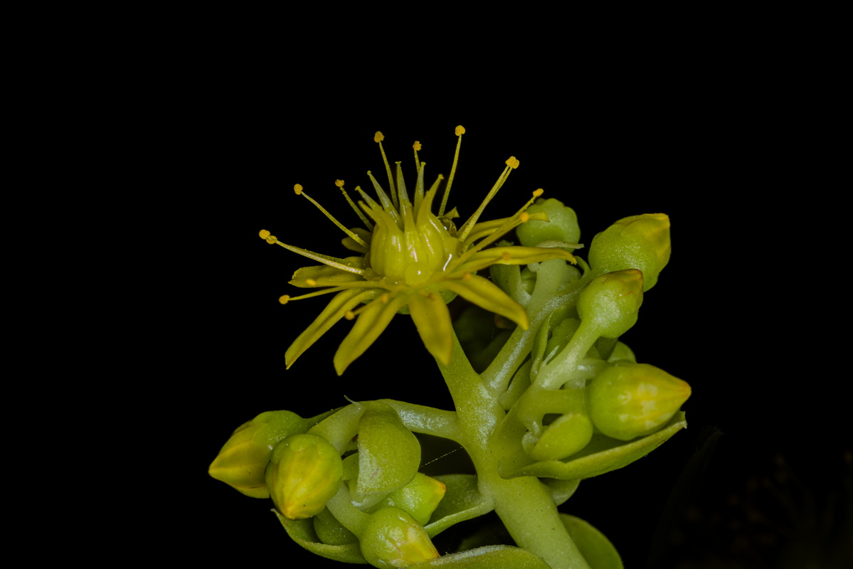 IMG 2186 Aeonium arboreum subsp.holochrysum bejeque arbóreo (2)