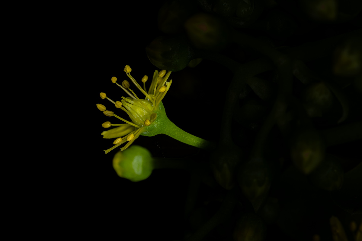 IMG 2216 Aeonium arboreum subsp.holochrysum bejeque arbóreo 2