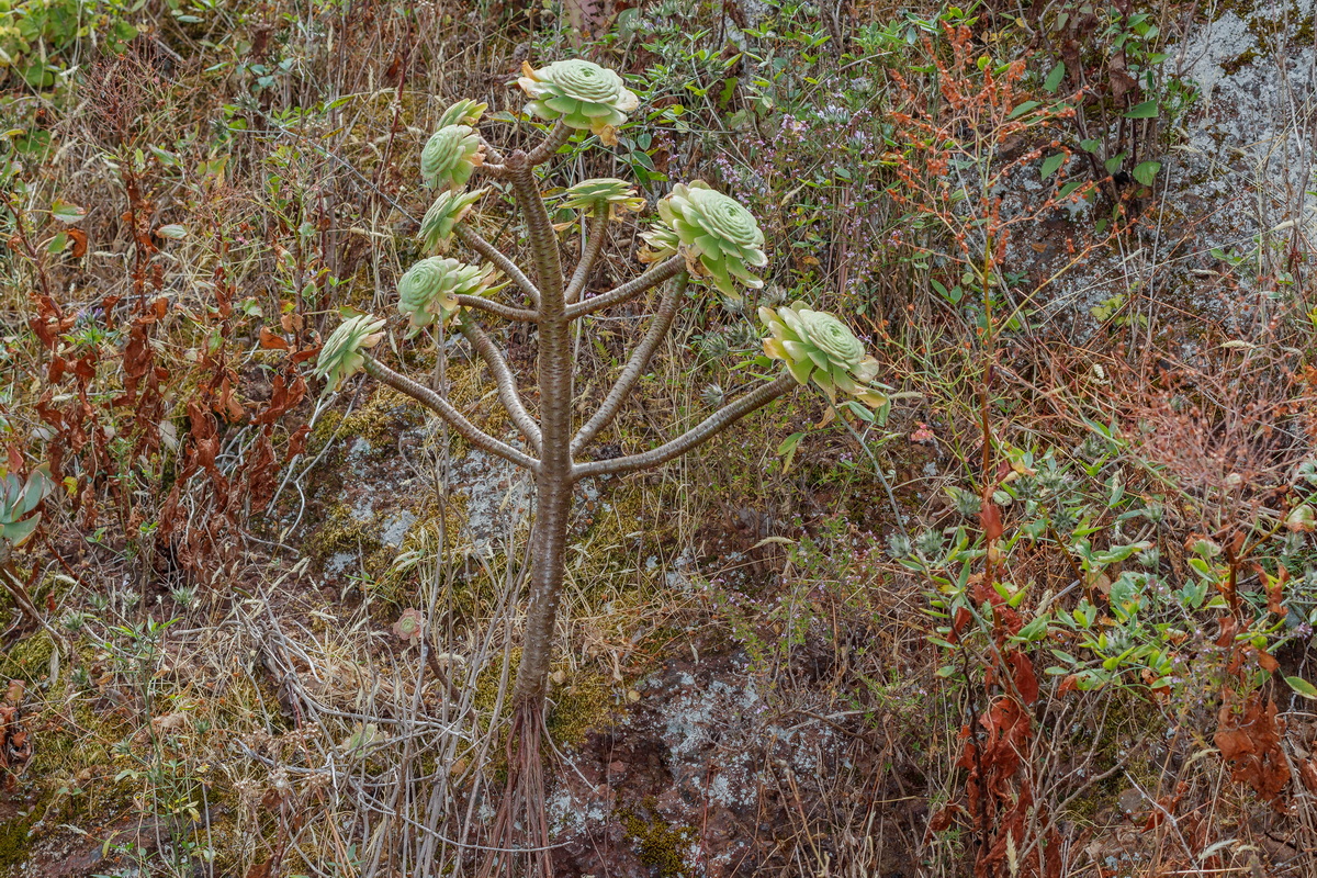  MG 8474 Aeonium arboreum subsp. holochrysum (bejeque arboreo)