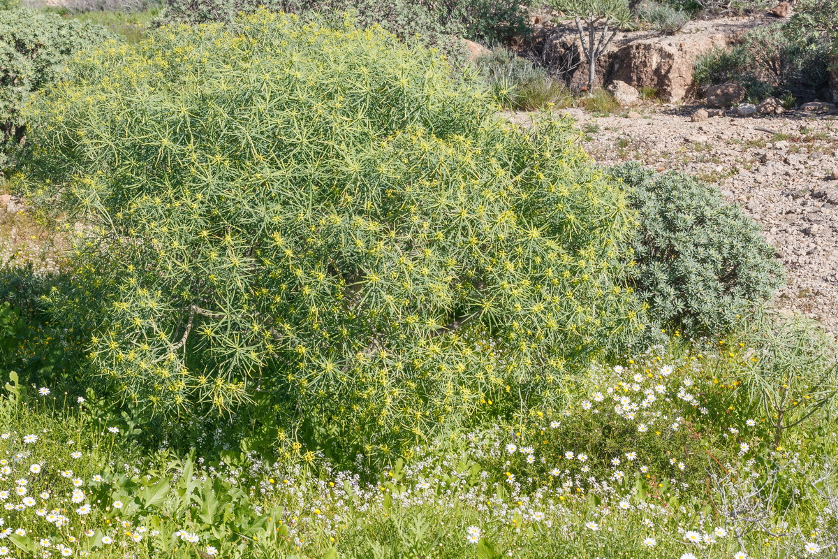 MG 0938 Euphorbia lamarckii subsp wildpretii