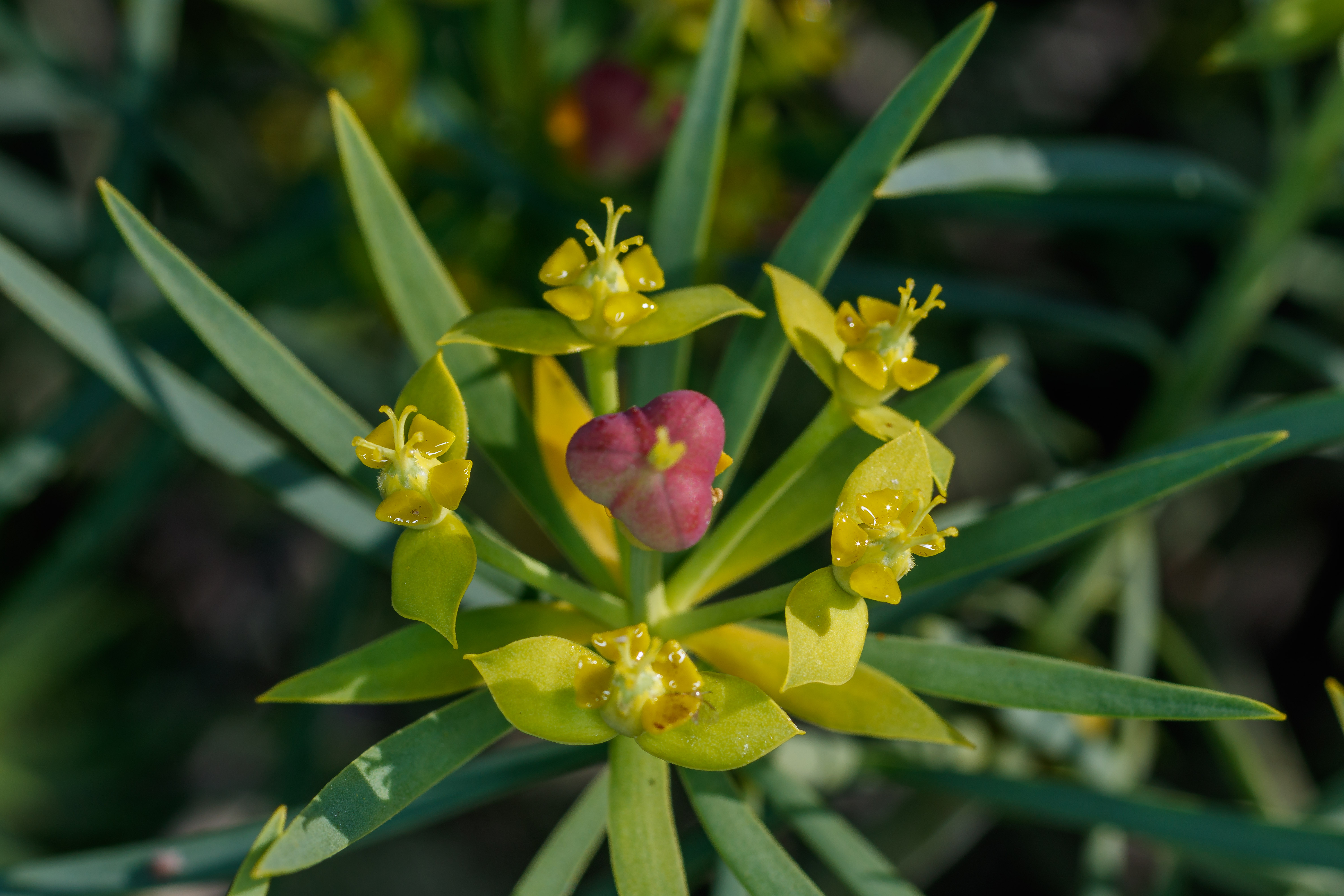  MG 0956  Euphorbia lamarckii subsp wildpretii
